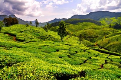 Assam: 10 workers injured in firing by tea garden owner-brother 