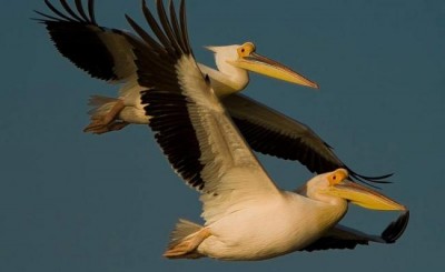  On World Migratory Bird Day, UN spotlights common destiny for wildlife and people