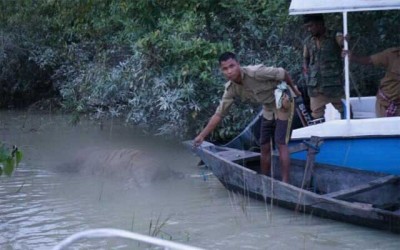 Current flood claims 229 animal lives including 15 rhinos in Kaziranga