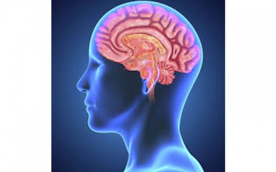 Protein could prevent brain damage caused by stroke, says study