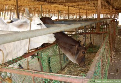 West Bengal lynching over suspected cow theft: Three locals held