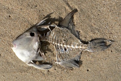 Canada: Environmentalists puzzled by large number of sea creatures washed up dead