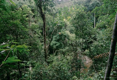 Stanford study explores policies for avoiding deforestation as agriculture expands in Africa