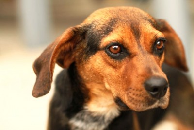 Canada: Dog dragged by car for nearly a kilometre