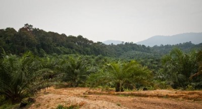 Study shows protected tropical forests are threatened by the bounty of adjacent oil palm plantations