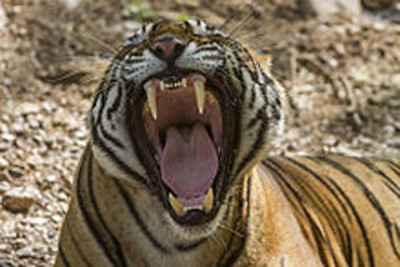China: Tiger kills man in zoo