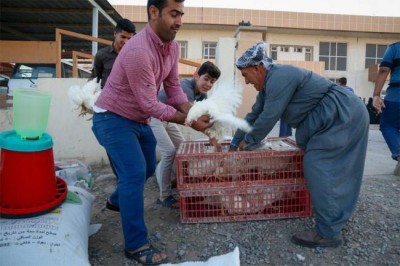 Bees, hens and greenhouses help restore livelihoods in Iraq â€“ UN agriculture agency