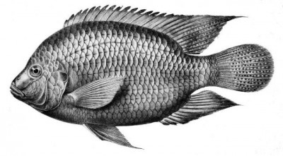 Brazilian doctors resort to fish skins to treat burn victims