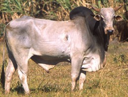 Cabinet approves India-Brazil MoU for cooperation in Zebu Cattle Genomics and Assisted Reproductive Technologies 