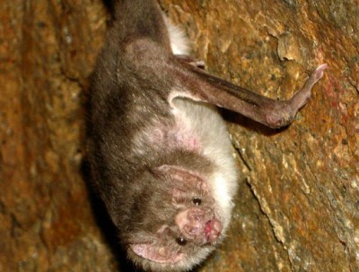 No fear about Nipah virus, Assamâ€™s remote villagers still worship bats