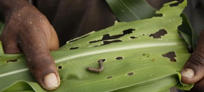 Fears for food security and the future of farming families, as Fall Armyworm spreads to Asia