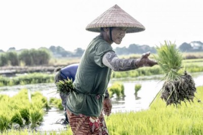 FAO Food Price Index declines in November