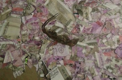 Mice destroy currency notes worth Rs 12.38 lakh inside ATM in Assam 