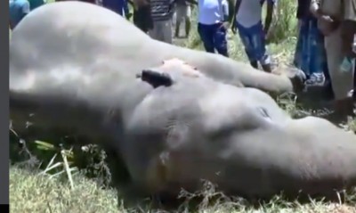Two wild elephants in Assam die in lightning