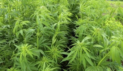 Canada: Medical cannabis users complain of shortages