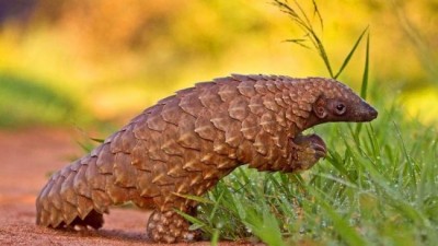 Customs and Wildlife Crime Control Bureau recover pangolin in Guwahati, three arrested
