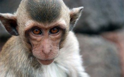 Scientists reveal possible origin of human speech