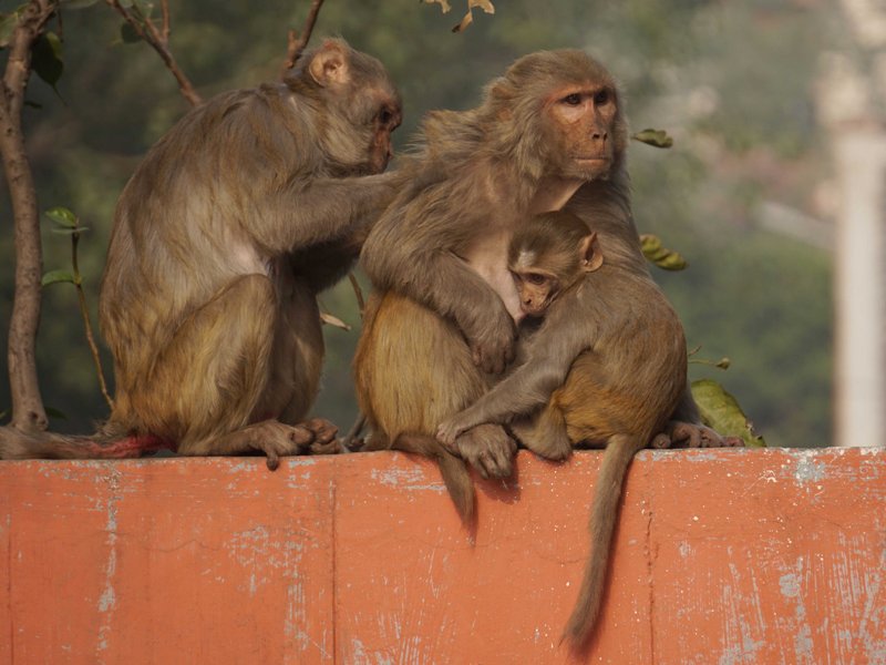 Winter in Delhi: Mother monkey looks after her baby with care