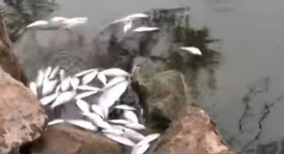 Australia: Hundreds of Fish found dead at Menindee
