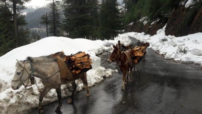 Kashmir in Photo: March 12, 2019
