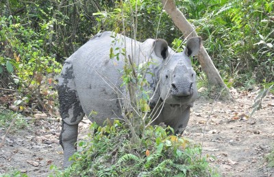 Indian Rihnos,,Wild Elephant in Kaziranga National Park