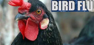 Cambodia reports 1st outbreak of H5N6 bird flu