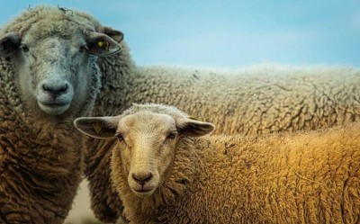 Shepherd, 170 sheep mowed down by train in Narasaraopet
