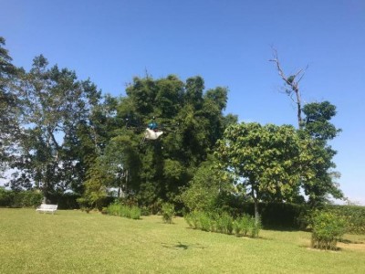 BRS Ventures to use Artificial Intelligence to improve tea industry in Assam