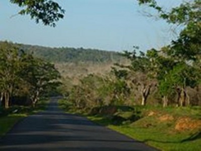 Karnataka: Two elephants die in Mysuru district and Bandipur National Park