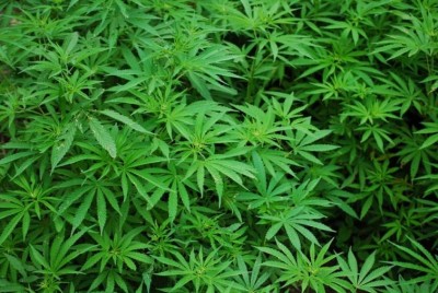 Huge cache of cannabis recovered from Tripura forest