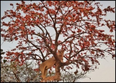 PM Modi shares amazing image of Asiatic lion from Gir, stirs online