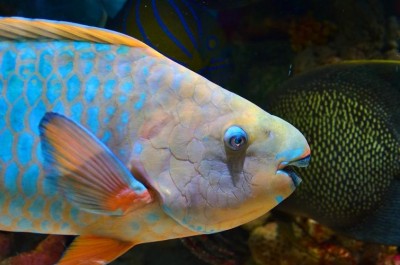 When reefs decline, parrotfish thrive, finds Study