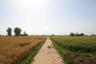 Punjab: Phagwara police solves murder mystery