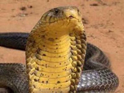 Student snake bite case: Sarvajana school reopens partially