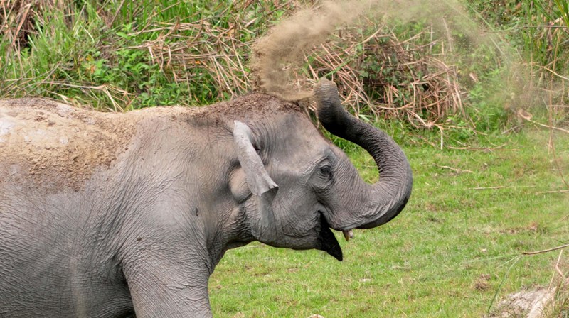 Indian Rihnos,,Wild Elephant in Kaziranga National Park