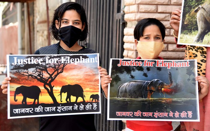 Headline: People demand justice for the killing of pregnant elephant in Kerala