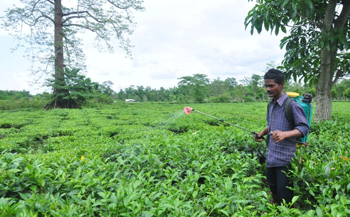 Farmer spray medicine at tea garden in Tezpur