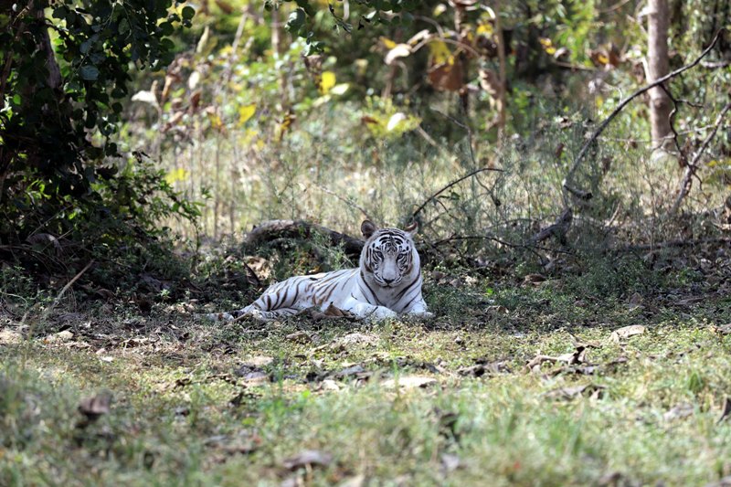 India's maiden white tiger Safari at Mukundpur