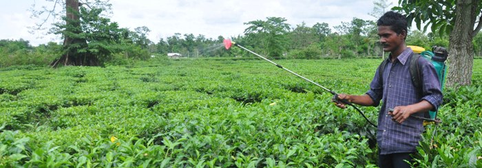 Farmer spray medicine at tea garden in Tezpur
