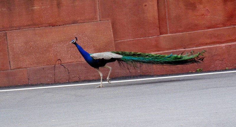 Glimpse of Rashtrapati Bhavan premises