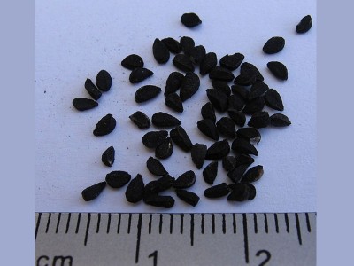 Jammu and Kashmir: Government sets up research centre in Pampore to increase black cumin production