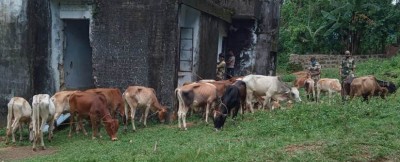 BSF foils major cattle smuggling attempts in Meghalaya, recover 43 cattle heads