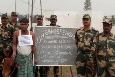 Assam: BSF nabs one cattle smuggler with six cattle heads
