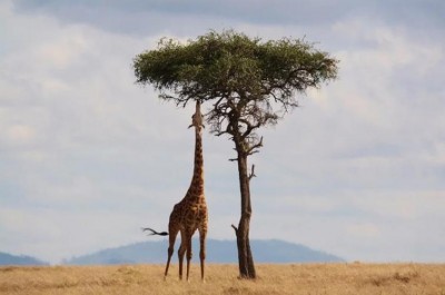 WEF launches Friends of Africa growth platform