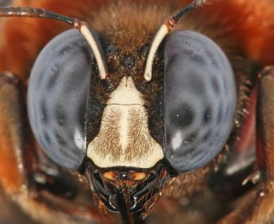 Gujarat: More than 30 injured in bee attack