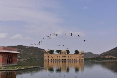 Flamingoes in Jaipur