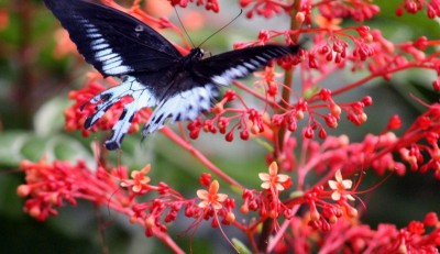 Image of flower at Belagavi outskirts