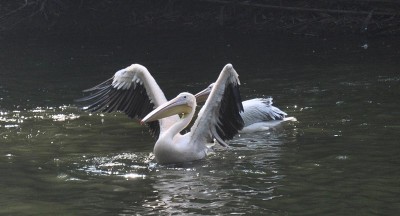 Assam state zoo in Guwahati