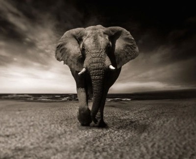 Mysuru: Zoo employee killed by elephant