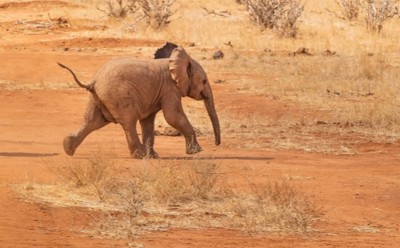 Assam: Elephant calf die after hit by railway engine